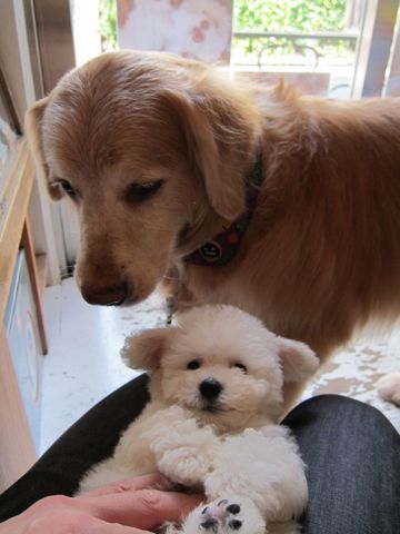 ビションフリーゼフントヒュッテ東京関東ビションフリーゼ子犬情報こいぬかわいいかわいいビションフリーゼのいるお店文京区本駒込hundehutte仔犬ビションフリーゼ137.jpg