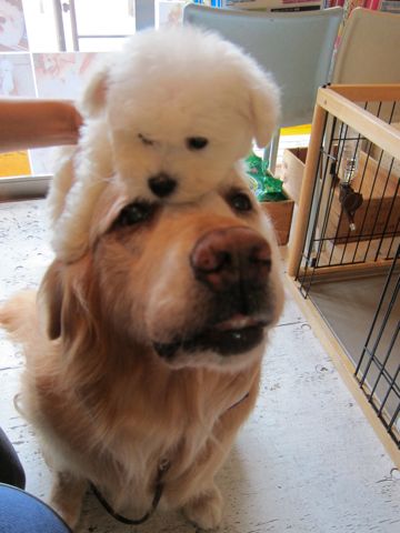 ビションフリーゼフントヒュッテ東京関東ビションフリーゼ子犬情報こいぬかわいいかわいいビションフリーゼのいるお店文京区本駒込hundehutte仔犬ビションフリーゼ138.jpg