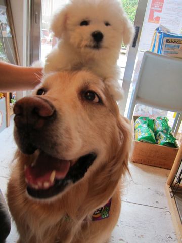 ビションフリーゼフントヒュッテ東京関東ビションフリーゼ子犬情報こいぬかわいいかわいいビションフリーゼのいるお店文京区本駒込hundehutte仔犬ビションフリーゼ139.jpg