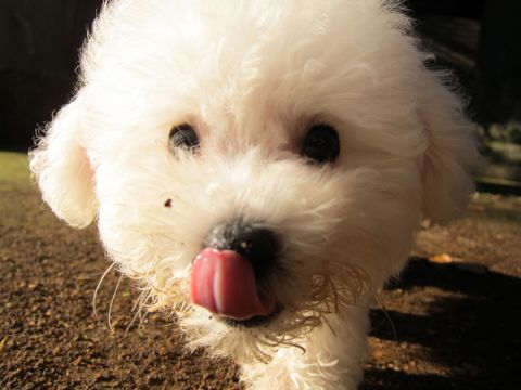 ビションフリーゼフントヒュッテ東京関東ビションフリーゼ子犬情報こいぬかわいいかわいいビションフリーゼのいるお店文京区本駒込hundehutte仔犬ビションフリーゼ148.jpg