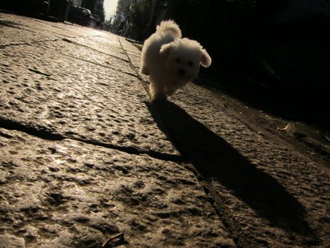 ビションフリーゼフントヒュッテ東京関東ビションフリーゼ子犬情報こいぬかわいいかわいいビションフリーゼのいるお店文京区本駒込hundehutte仔犬ビションフリーゼ152.jpg