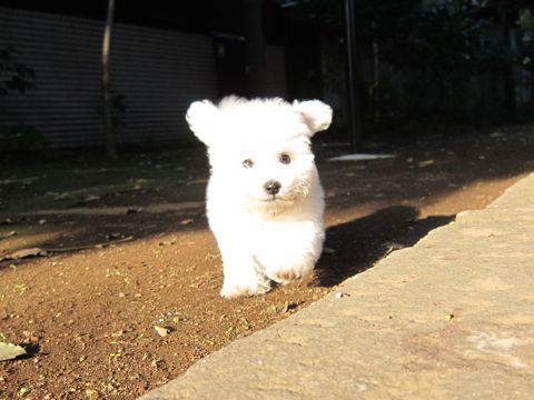 ビションフリーゼフントヒュッテ東京関東ビションフリーゼ子犬情報こいぬかわいいかわいいビションフリーゼのいるお店文京区本駒込hundehutte仔犬ビションフリーゼ154.jpg