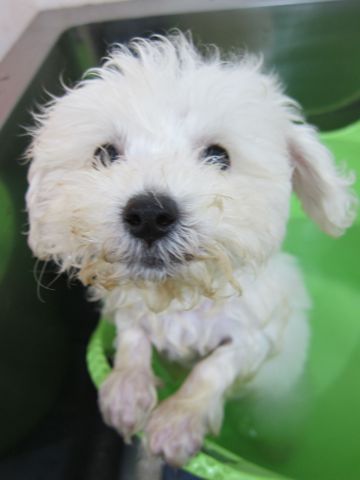 ビションフリーゼフントヒュッテ東京関東ビションフリーゼ子犬情報こいぬかわいいかわいいビションフリーゼのいるお店文京区本駒込hundehutte仔犬ビションフリーゼ161.jpg