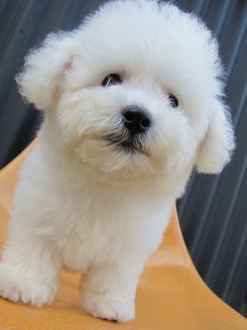 ビションフリーゼフントヒュッテ東京関東ビションフリーゼ子犬情報こいぬかわいいかわいいビションフリーゼのいるお店文京区本駒込hundehutte仔犬ビションフリーゼ165.jpg