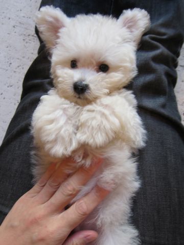 ビションフリーゼフントヒュッテ東京関東ビションフリーゼ子犬情報こいぬかわいいかわいいビションフリーゼのいるお店文京区本駒込hundehutte仔犬ビションフリーゼ180.jpg