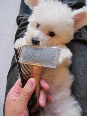 ビションフリーゼフントヒュッテ東京関東ビションフリーゼ子犬情報こいぬかわいいかわいいビションフリーゼのいるお店文京区本駒込hundehutte仔犬ビションフリーゼ181.jpg