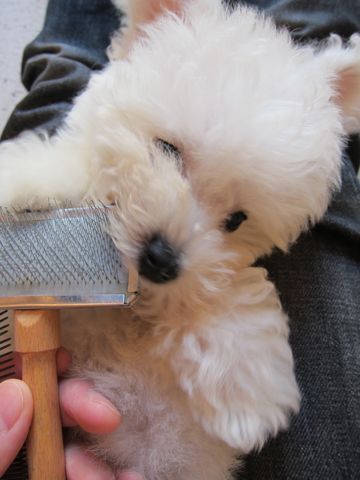 ビションフリーゼフントヒュッテ東京関東ビションフリーゼ子犬情報こいぬかわいいかわいいビションフリーゼのいるお店文京区本駒込hundehutte仔犬ビションフリーゼ183.jpg