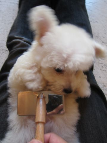 ビションフリーゼフントヒュッテ東京関東ビションフリーゼ子犬情報こいぬかわいいかわいいビションフリーゼのいるお店文京区本駒込hundehutte仔犬ビションフリーゼ184.jpg