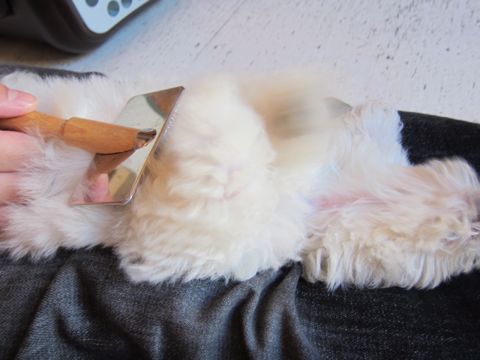 ビションフリーゼフントヒュッテ東京関東ビションフリーゼ子犬情報こいぬかわいいかわいいビションフリーゼのいるお店文京区本駒込hundehutte仔犬ビションフリーゼ185.jpg