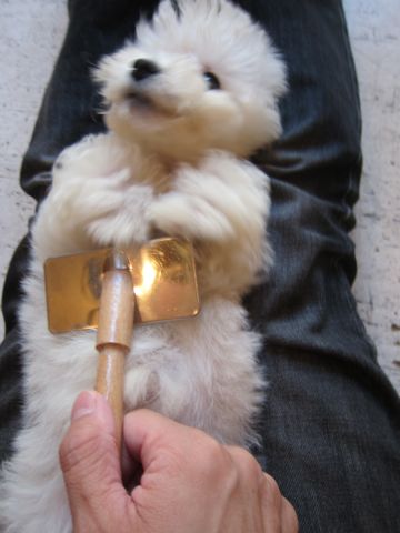 ビションフリーゼフントヒュッテ東京関東ビションフリーゼ子犬情報こいぬかわいいかわいいビションフリーゼのいるお店文京区本駒込hundehutte仔犬ビションフリーゼ186.jpg