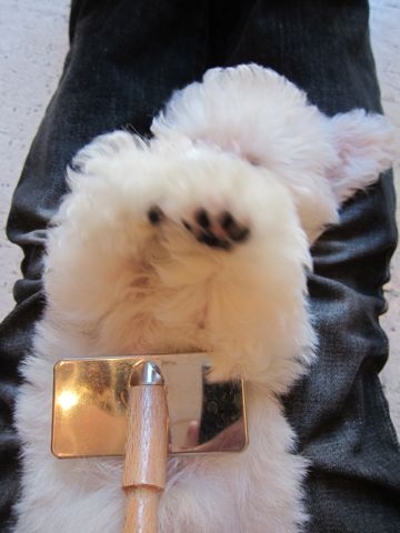 ビションフリーゼフントヒュッテ東京関東ビションフリーゼ子犬情報こいぬかわいいかわいいビションフリーゼのいるお店文京区本駒込hundehutte仔犬ビションフリーゼ187.jpg