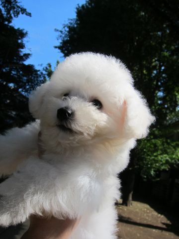ビションフリーゼフントヒュッテ東京関東ビションフリーゼ子犬情報こいぬかわいいかわいいビションフリーゼのいるお店文京区本駒込hundehutte仔犬ビションフリーゼ189.jpg