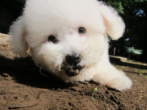 ビションフリーゼフントヒュッテ東京関東ビションフリーゼ子犬情報こいぬかわいいかわいいビションフリーゼのいるお店文京区本駒込hundehutte仔犬ビションフリーゼ196.jpg