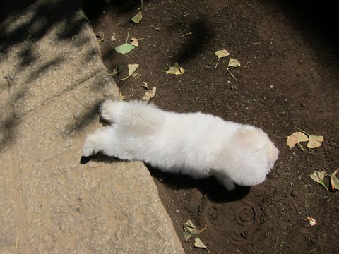 ビションフリーゼフントヒュッテ東京関東ビションフリーゼ子犬情報こいぬかわいいかわいいビションフリーゼのいるお店文京区本駒込hundehutte仔犬ビションフリーゼ197.jpg