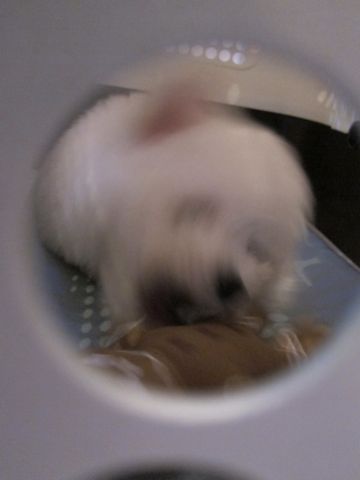 ビションフリーゼフントヒュッテ東京関東ビションフリーゼ子犬情報こいぬかわいいかわいいビションフリーゼのいるお店文京区本駒込hundehutte仔犬ビションフリーゼ204.jpg