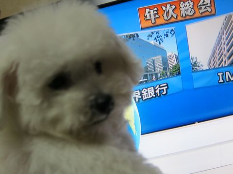 ビションフリーゼフントヒュッテ東京関東ビションフリーゼ子犬情報こいぬかわいいかわいいビションフリーゼのいるお店文京区本駒込hundehutte仔犬ビションフリーゼ208.jpg