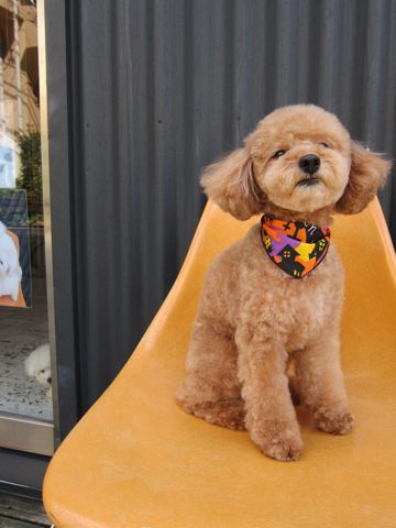 ビションフリーゼフントヒュッテ東京関東ビションフリーゼ子犬情報こいぬかわいいかわいいビションフリーゼのいるお店文京区本駒込hundehutte仔犬ビションフリーゼ210.jpg
