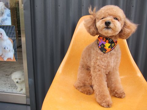 ビションフリーゼフントヒュッテ東京関東ビションフリーゼ子犬情報こいぬかわいいかわいいビションフリーゼのいるお店文京区本駒込hundehutte仔犬ビションフリーゼ211.jpg