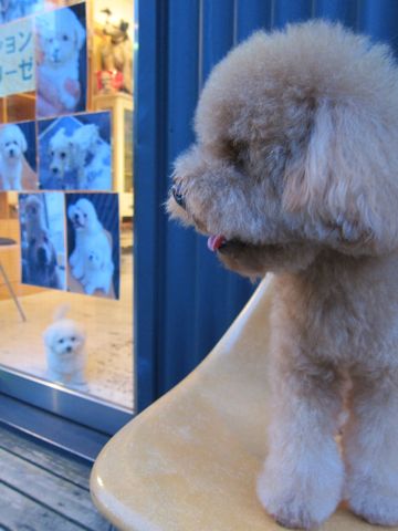 ビションフリーゼフントヒュッテ東京関東ビションフリーゼ子犬情報こいぬかわいいかわいいビションフリーゼのいるお店文京区本駒込hundehutte仔犬ビションフリーゼ212.jpg