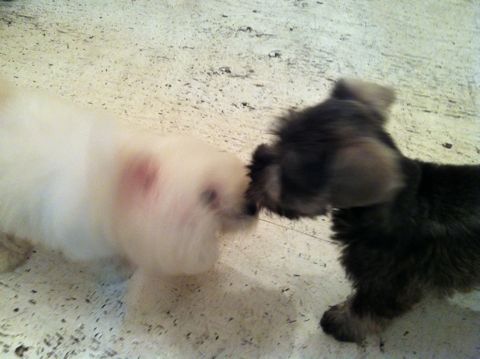 ミニチュア・シュナウザーこいぬ子犬仔犬ミニチュアシュナウザー東京フントヒュッテシュナウザーの子犬文京区本駒込hundehutteソルトアンドペッパーかわいいシュナ17.jpg