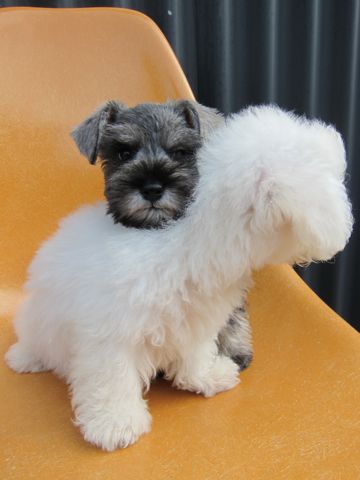 ミニチュア・シュナウザーこいぬ子犬仔犬ミニチュアシュナウザー東京フントヒュッテシュナウザーの子犬文京区本駒込hundehutteビションフリーゼかわいいこいぬ子犬関東1.jpg