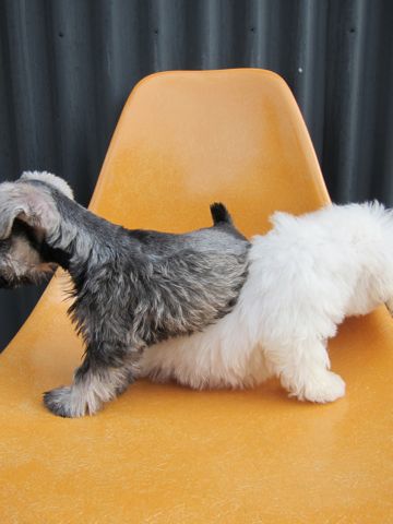 ミニチュア・シュナウザーこいぬ子犬仔犬ミニチュアシュナウザー東京フントヒュッテシュナウザーの子犬文京区本駒込hundehutteビションフリーゼかわいいこいぬ子犬関東4.jpg