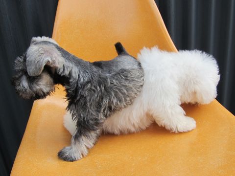 ミニチュア・シュナウザーこいぬ子犬仔犬ミニチュアシュナウザー東京フントヒュッテシュナウザーの子犬文京区本駒込hundehutteビションフリーゼかわいいこいぬ子犬関東5.jpg