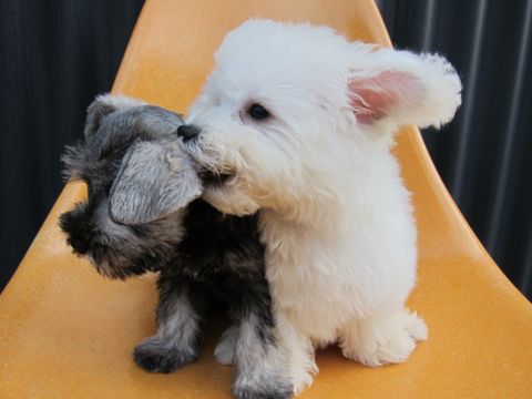 ミニチュア・シュナウザーこいぬ子犬仔犬ミニチュアシュナウザー東京フントヒュッテシュナウザーの子犬文京区本駒込hundehutteビションフリーゼかわいいこいぬ子犬関東11.jpg
