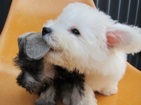ミニチュア・シュナウザーこいぬ子犬仔犬ミニチュアシュナウザー東京フントヒュッテシュナウザーの子犬文京区本駒込hundehutteビションフリーゼかわいいこいぬ子犬関東12.jpg