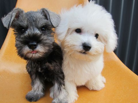 ミニチュア・シュナウザーこいぬ子犬仔犬ミニチュアシュナウザー東京フントヒュッテシュナウザーの子犬文京区本駒込hundehutteビションフリーゼかわいいこいぬ子犬関東13.jpg