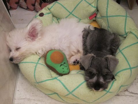 ビションフリーゼフントヒュッテ東京関東ビションフリーゼ子犬情報こいぬかわいいかわいいビションフリーゼのいるお店文京区本駒込hundehutte仔犬ビションフリーゼ213.jpg