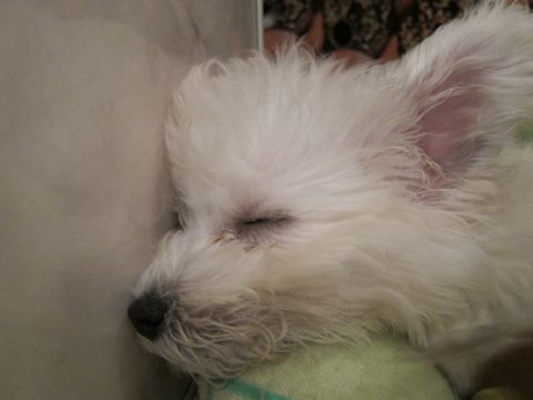 ビションフリーゼフントヒュッテ東京関東ビションフリーゼ子犬情報こいぬかわいいかわいいビションフリーゼのいるお店文京区本駒込hundehutte仔犬ビションフリーゼ214.jpg