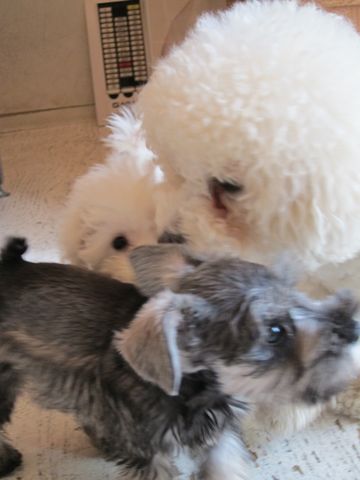 ミニチュア・シュナウザーこいぬ子犬仔犬ミニチュアシュナウザー東京フントヒュッテシュナウザーの子犬文京区本駒込hundehutteビションフリーゼかわいいこいぬ子犬関東49.jpg