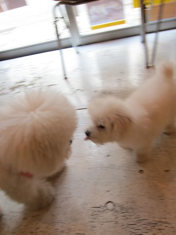 ミニチュア・シュナウザーこいぬ子犬仔犬ミニチュアシュナウザー東京フントヒュッテシュナウザーの子犬文京区本駒込hundehutteビションフリーゼかわいいこいぬ子犬関東59.jpg