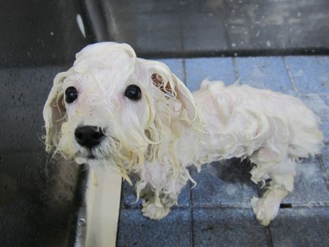 ビションフリーゼフントヒュッテ東京関東ビションフリーゼ子犬情報こいぬかわいいかわいいビションフリーゼのいるお店文京区本駒込hundehutte仔犬ビションフリーゼ218.jpg