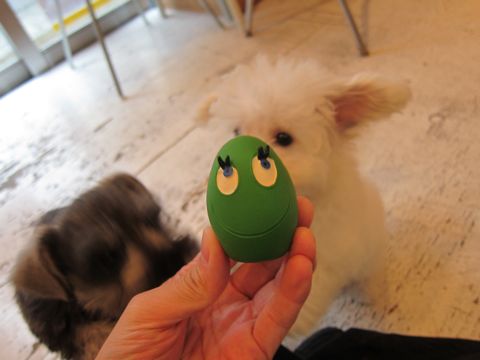 ミニチュア・シュナウザーこいぬ子犬仔犬ミニチュアシュナウザー東京フントヒュッテシュナウザーの子犬文京区本駒込hundehutteビションフリーゼかわいいこいぬ子犬関東68.jpg