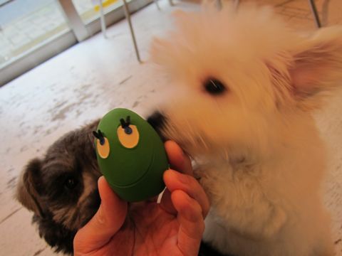 ミニチュア・シュナウザーこいぬ子犬仔犬ミニチュアシュナウザー東京フントヒュッテシュナウザーの子犬文京区本駒込hundehutteビションフリーゼかわいいこいぬ子犬関東69.jpg
