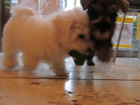 ミニチュア・シュナウザーこいぬ子犬仔犬ミニチュアシュナウザー東京フントヒュッテシュナウザーの子犬文京区本駒込hundehutteビションフリーゼかわいいこいぬ子犬関東71.jpg