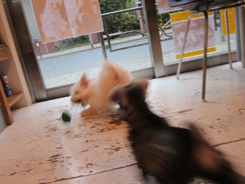 ミニチュア・シュナウザーこいぬ子犬仔犬ミニチュアシュナウザー東京フントヒュッテシュナウザーの子犬文京区本駒込hundehutteビションフリーゼかわいいこいぬ子犬関東72.jpg