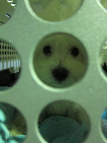 ビションフリーゼフントヒュッテ東京関東ビションフリーゼ子犬情報こいぬかわいいかわいいビションフリーゼのいるお店文京区本駒込hundehutte仔犬ビションフリーゼ228.jpg