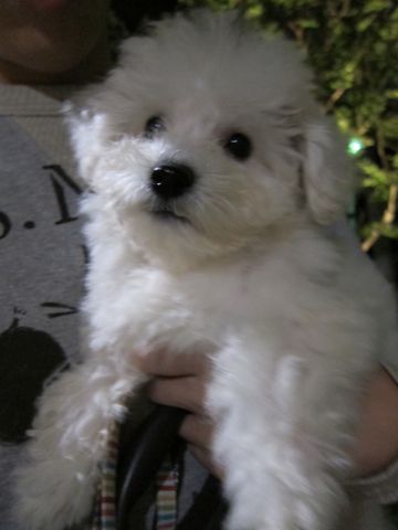 ビションフリーゼフントヒュッテ東京関東ビションフリーゼ子犬情報こいぬかわいいかわいいビションフリーゼのいるお店文京区本駒込hundehutte仔犬ビションフリーゼ229.jpg