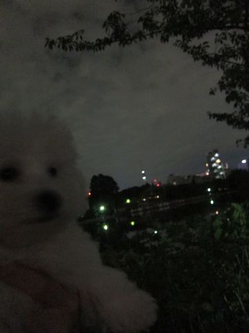 ビションフリーゼフントヒュッテ東京関東ビションフリーゼ子犬情報こいぬかわいいかわいいビションフリーゼのいるお店文京区本駒込hundehutte仔犬ビションフリーゼ238.jpg