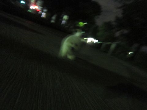 ビションフリーゼフントヒュッテ東京関東ビションフリーゼ子犬情報こいぬかわいいかわいいビションフリーゼのいるお店文京区本駒込hundehutte仔犬ビションフリーゼ239.jpg