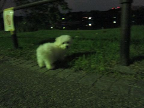 ビションフリーゼフントヒュッテ東京関東ビションフリーゼ子犬情報こいぬかわいいかわいいビションフリーゼのいるお店文京区本駒込hundehutte仔犬ビションフリーゼ244.jpg