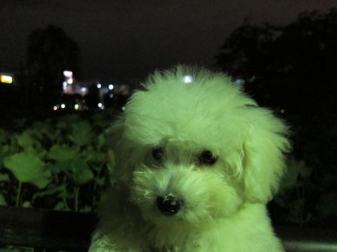 ビションフリーゼフントヒュッテ東京関東ビションフリーゼ子犬情報こいぬかわいいかわいいビションフリーゼのいるお店文京区本駒込hundehutte仔犬ビションフリーゼ259.jpg