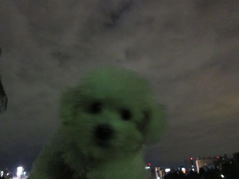 ビションフリーゼフントヒュッテ東京関東ビションフリーゼ子犬情報こいぬかわいいかわいいビションフリーゼのいるお店文京区本駒込hundehutte仔犬ビションフリーゼ271.jpg