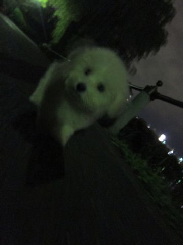 ビションフリーゼフントヒュッテ東京関東ビションフリーゼ子犬情報こいぬかわいいかわいいビションフリーゼのいるお店文京区本駒込hundehutte仔犬ビションフリーゼ272.jpg