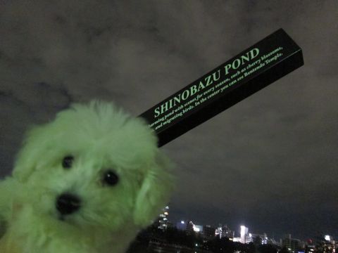 ビションフリーゼフントヒュッテ東京関東ビションフリーゼ子犬情報こいぬかわいいかわいいビションフリーゼのいるお店文京区本駒込hundehutte仔犬ビションフリーゼ276.jpg