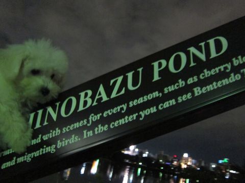 ビションフリーゼフントヒュッテ東京関東ビションフリーゼ子犬情報こいぬかわいいかわいいビションフリーゼのいるお店文京区本駒込hundehutte仔犬ビションフリーゼ277.jpg