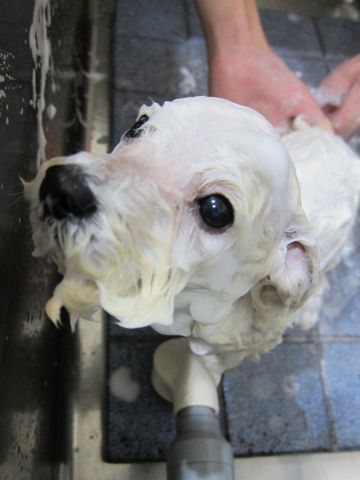 ビションフリーゼフントヒュッテ東京関東ビションフリーゼ子犬情報こいぬかわいいかわいいビションフリーゼのいるお店文京区本駒込hundehutte仔犬ビションフリーゼ280.jpg